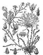 沙生鶴虱亞組 沙生鶴虱亞組