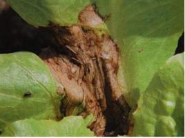 生菜葉焦病 生菜葉焦病