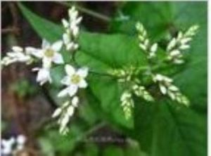 金蕎麥提取物 金蕎麥提取物