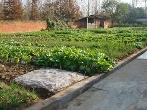 鴨子港鄉 鴨子港鄉