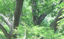 南夢溪 榔榆 千年 古樹