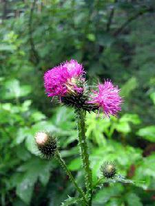 飛廉[菊科植物]