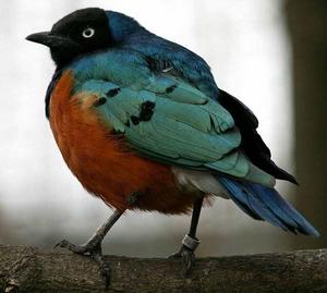 栗頭麗椋鳥 栗頭麗椋鳥