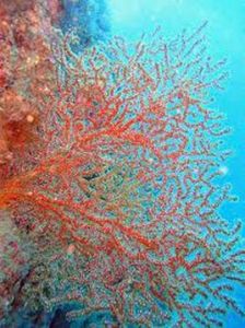 紅扇珊瑚