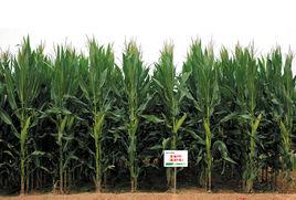 登海種業 登海種業