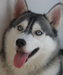 雪橇犬[西伯利亞雪橇犬]