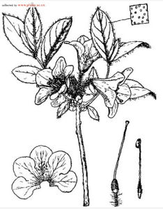 蜜花彎月杜鵑 蜜花彎月杜鵑