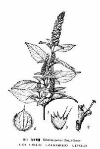 白花香薷 白花香薷