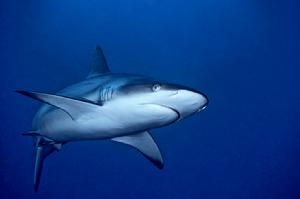 黑尾真鯊 黑尾真鯊