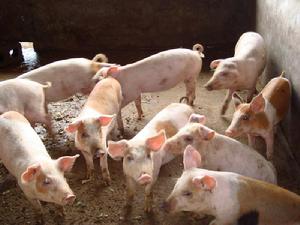 生豬養殖業
