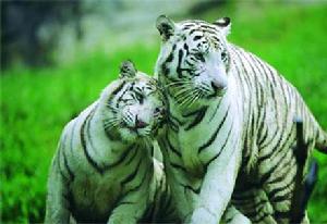 廣州香江野生動物