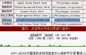 雜色果鳩（多色果鳩）