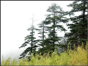 （圖）威姆士松樹