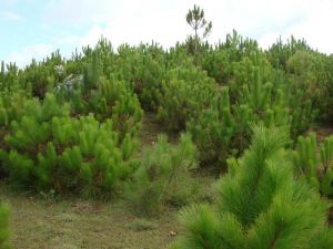 打霧路村 打霧路村
