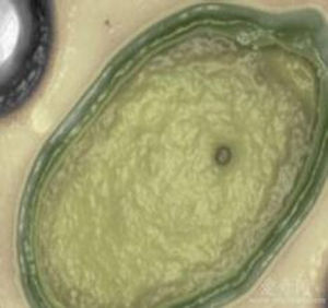 海洋巨型病毒 海洋巨型病毒