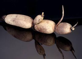 明水白蓮藕 明水白蓮藕