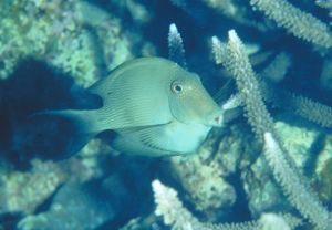 漣紋櫛齒刺尾鯛 漣紋櫛齒刺尾鯛