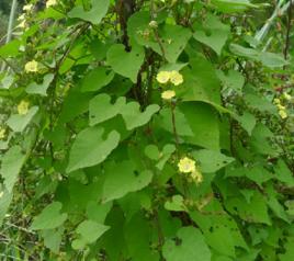 籬欄子[籬欄子]