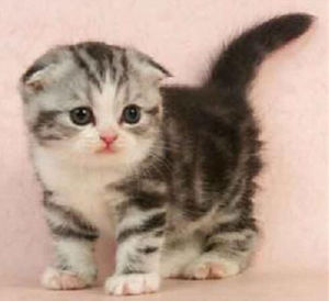 北美洲短毛貓 北美洲短毛貓