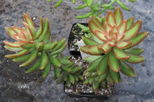 不同狀態的銘月