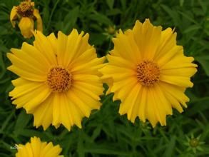 羽葉扁芒菊 羽葉扁芒菊