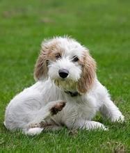 貝吉格里芬凡丁犬 貝吉格里芬凡丁犬