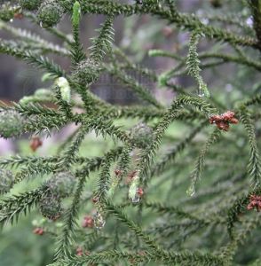 千頭柳杉 千頭柳杉