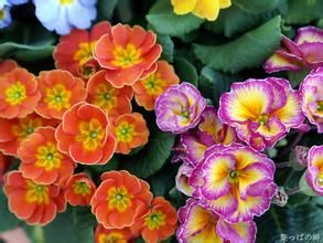 滇藏掌葉報春 滇藏掌葉報春