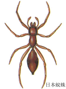 日本蟻蛛
