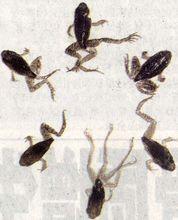 受污染產生的畸形蛙