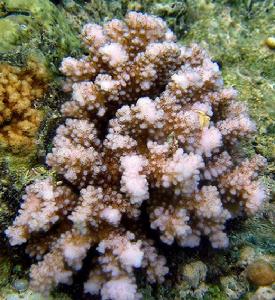 鹿角杯形珊瑚
