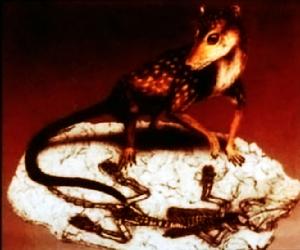 金氏熱河獸復原圖