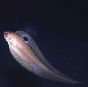 背點棘赤刀魚 背點棘赤刀魚