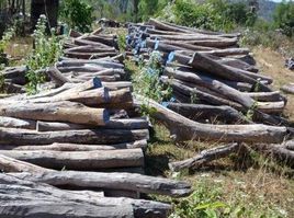 寮國大紅酸枝木 寮國大紅酸枝木