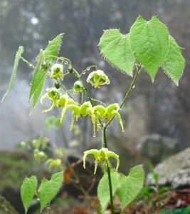 台灣小檗 台灣小檗
