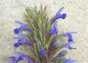 掌葉青蘭 掌葉青蘭