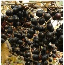 羅城野生毛葡萄酒