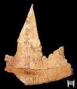 眾人協田牛骨刻辭