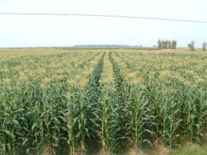 下呂連自然村 下呂連自然村