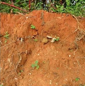 酸性土 酸性土