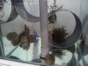 張氏江蘺 張氏江蘺