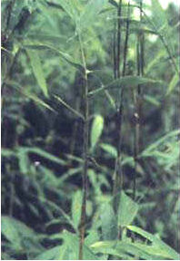 馬邊玉山竹 馬邊玉山竹