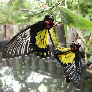 菲律賓裳鳳蝶指名亞種 菲律賓裳鳳蝶指名亞種