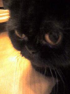 防敏感貓 防敏感貓