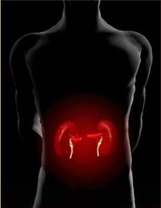 博苗氏牌鹿茸參杞膠囊 博苗氏牌鹿茸參杞膠囊