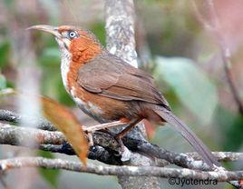 銹臉鉤嘴鶥 銹臉鉤嘴鶥
