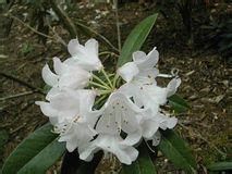 粉鍾杜鵑 粉鍾杜鵑