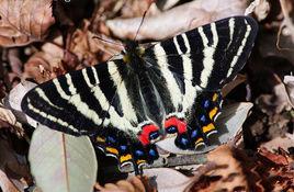日本虎鳳蝶 日本虎鳳蝶