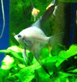 藍魔鬼燕 藍魔鬼燕