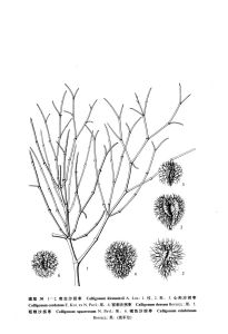 心形沙拐棗 心形沙拐棗